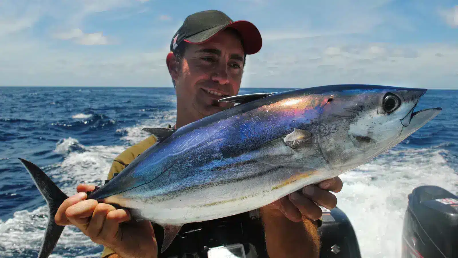 skipjack tuna deep sea trolling skipjack tuna deep sea trolling